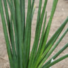 Lg. Narrow Leaf Schweinfurthii Snake Plant (sansevieria)
