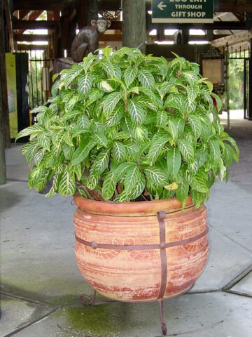Alternative view of Lg. Colorful Tropical Shrub (sanchezia nobilis)