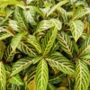 Lg. Colorful Tropical Shrub (sanchezia nobilis)