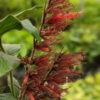 Lg. Tail Feathers Sanchezia Plant (sanchezia sanmartinensis)