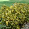 Lg. Gorgeous Giant Tropical Shrub (sanchezia speciosa)