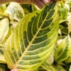 Lg. Rare Asian Tropical Shrub (sanchezia speciosa singapore)