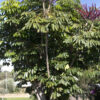 Lg. Tropical Umbrella Tree (schefflera actinophylla)