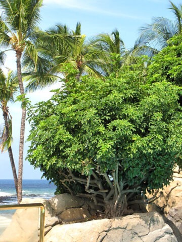 Tropical Umbrella Shrub (schefflera arboricola)