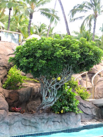 Alternative view of Tropical Umbrella Shrub (schefflera arboricola)