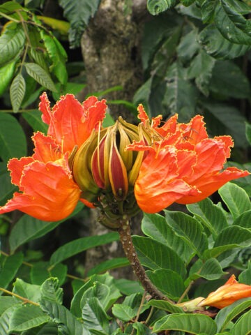 Lg. African Tulip Tree (spathodea campanulata)