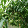 Lg. Tropical June Plum Ambarella Tree (spondias dulcis)