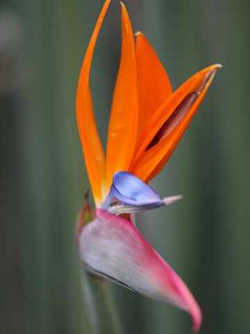 Leafless Bird of Paradise Plant (strelitzia juncea)