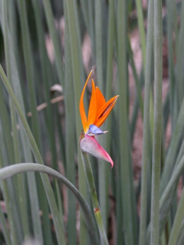 Alternative view of Leafless Bird of Paradise Plant (strelitzia juncea)