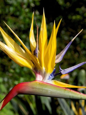Alternative view of Mandelas Gold Bird of Paradise Plant (strelitzia reginae)