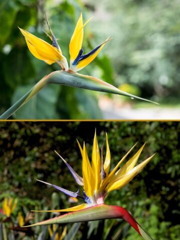 Mandelas Gold Bird of Paradise Plant (strelitzia reginae)