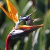 Lg. Tahitian Orange Bird of Paradise Plant (strelitzia reginae)