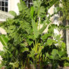 Lg. Giant White and Blue Bird of Paradise Plant (strelitzia nicolai)