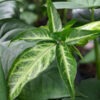 White Butterfly Arrowhead Plant (syngonium angustatum)
