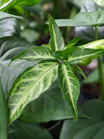 White Butterfly Arrowhead Plant (syngonium angustatum)