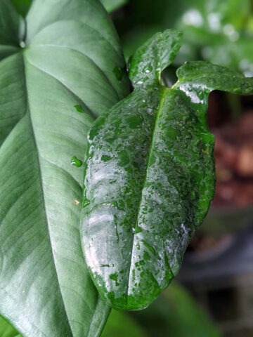 Alternative view of Bunny Ears Arrowhead Plant (syngonium auritum)