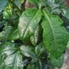 Bunny Ears Arrowhead Plant (syngonium auritum)