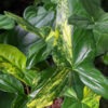 Aurea Variegata Arrowhead Plant (syngonium podophyllum)