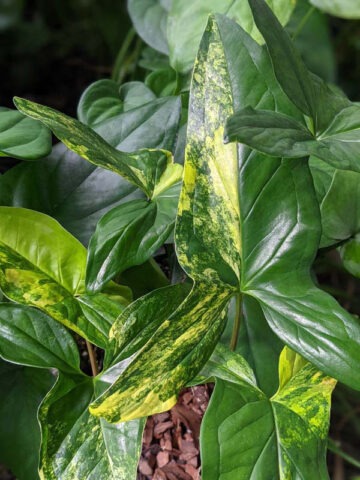 Aurea Variegata Arrowhead Plant (syngonium podophyllum)