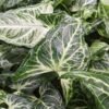 Batik Variegata Arrowhead Plant (syngonium)