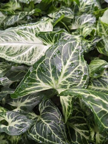 Batik Variegata Arrowhead Plant (syngonium)