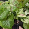 Confetti Arrowhead Plant (syngonium podophyllum)