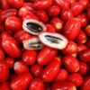 Lg. Miracle Fruit Tree (synsepalum dulcificum)