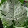 Green Splash Arrowhead Plant (It's New)