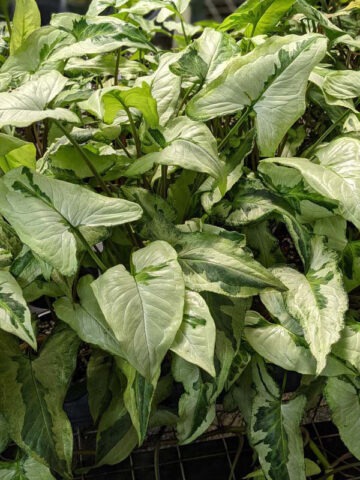 Alternative view of Jade Ghost / Three Kings Arrowhead Plant (syngonium podophyllum)