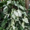 Jade Ghost / Three Kings Arrowhead Plant (syngonium podophyllum)