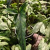 Lance Leaf Arrowhead Plant  (syngonium podophyllum)