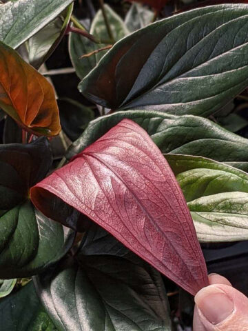 Alternative view of Llano-Carti Road Arrowhead Plant (syngonium erythrophyllum)