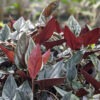Llano-Carti Road Arrowhead Plant (syngonium erythrophyllum)