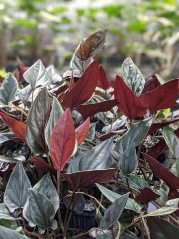 Llano-Carti Road Arrowhead Plant (syngonium erythrophyllum)