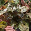 Maria Bronze Arrowhead Plant (syngonium podophyllum)