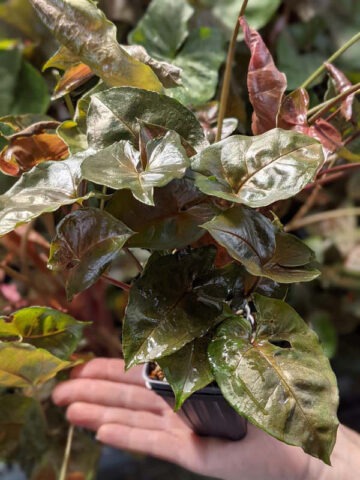 Maria Bronze Arrowhead Plant (syngonium podophyllum)