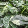 Panda Cosmos Mutant Arrowhead Plant (syngonium podophyllum)