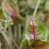 Pink Petite Arrowhead Plant (syngonium podophyllum)
