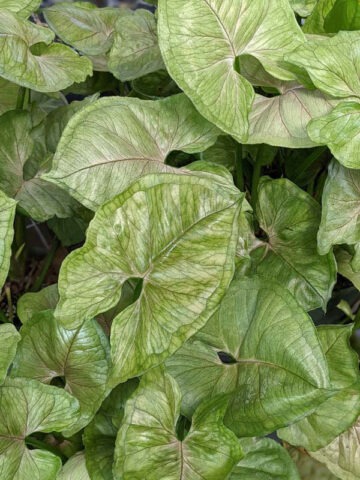 Alternative view of Roxana Round Arrowhead Plant (syngonium podophyllum)
