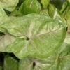Roxana Round Arrowhead Plant (syngonium podophyllum)