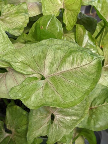 Roxana Round Arrowhead Plant (syngonium podophyllum)
