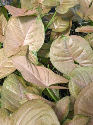 Alternative view of Strawberry Cream Arrowhead Plant (syngonium podophyllum)