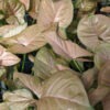 Strawberry Cream Arrowhead Plant (syngonium podophyllum)
