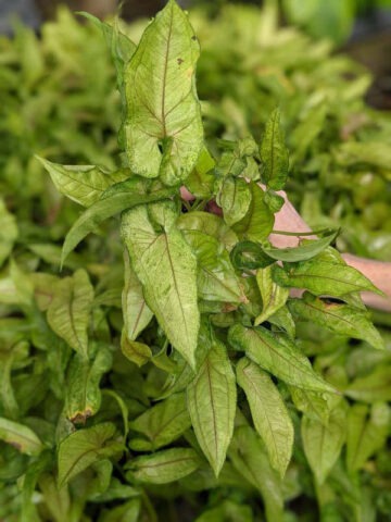 Alternative view of Slim Shady Arrowhead Plant (syngonium podophyllum)