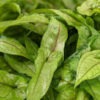 Slim Shady Arrowhead Plant (syngonium podophyllum)