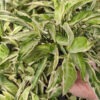 Starlite Arrowhead Plant (syngonium podophyllum)