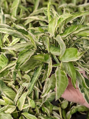 Starlite Arrowhead Plant (syngonium podophyllum)