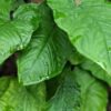 Steyermarkii Happy Hands Plant (syngonium)