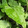Lg. Steyermarkii Happy Hands Plant (syngonium)