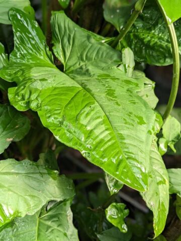 Lg. Steyermarkii Happy Hands Plant (syngonium)